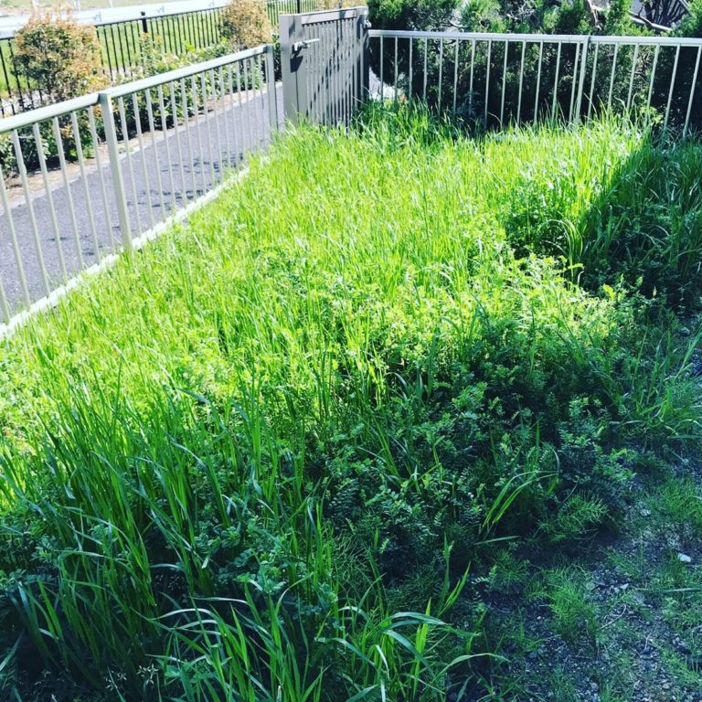 ＜ヘーベルハウス＞庭の雑草処理が大変！草むしり業者と人工芝と天然芝を比較検討｜なわとび1本で何でもできるのだ